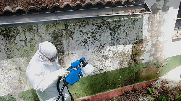 Top rated local Basement Mold Removal specialists in Waynesboro, PA